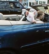 MyBrotherthePig-Stills_001.jpg